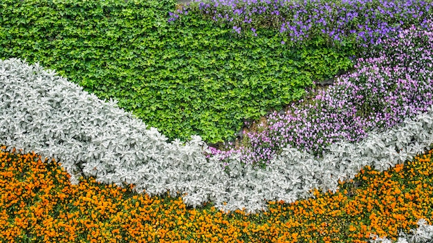 Photo feuillage de fleurs colorées fraîches