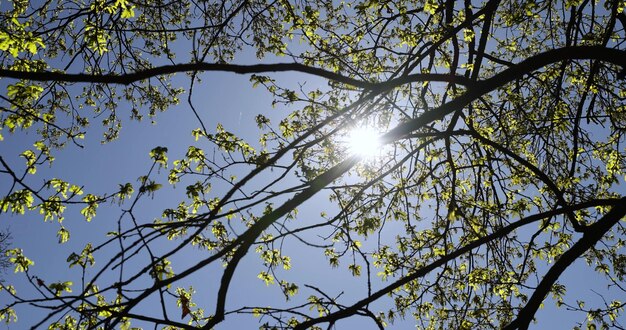 Photo feuillage et fleurs de jeune chêne au printemps