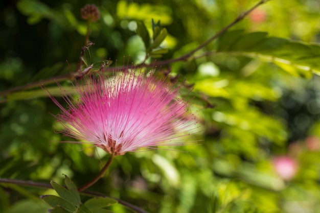 Le feuillage et les fleurs de Mimosa Albizia julibrissin dans le parc