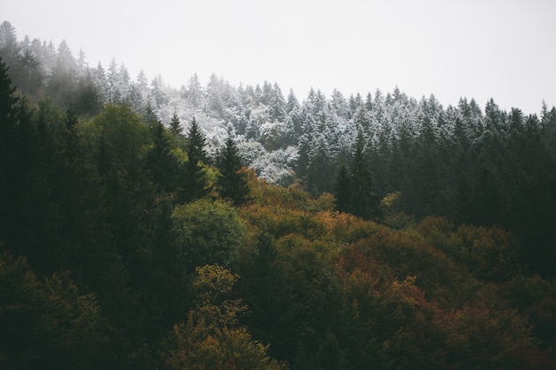Feuillage forestier en automne