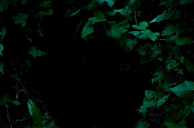 Le feuillage de la forêt tropicale tropicale plante des buissons sur fond sombre