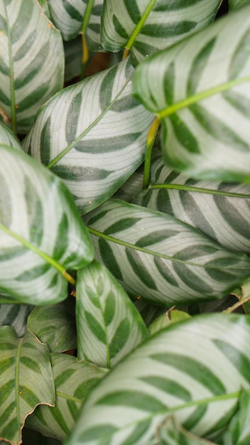 Feuillage frais de Calathea zebrina (La plante zébrée) - Fond abstrait de la nature de la couche de feuilles vertes