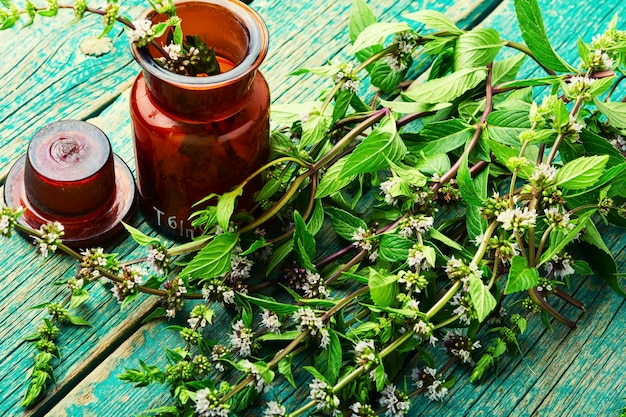 Feuillage frais menthe en fleurs, feuilles de menthe poivrée.Herbes homéopathiques