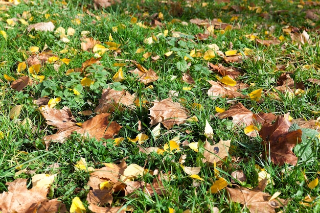 Feuillage sur herbe automne