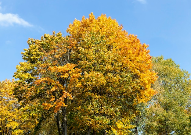 Feuillage jaune d'automne pendant la chute des feuilles, dans la nature dans le parc
