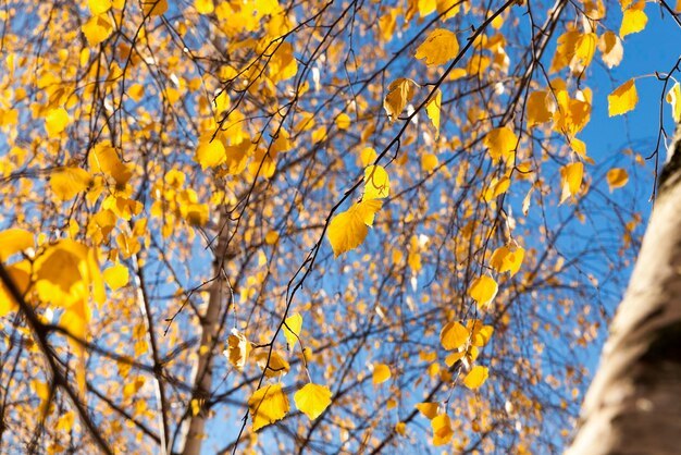 Feuillage jaune d'automne