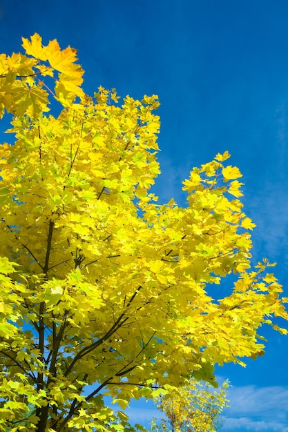 Feuillage jaune d'automne