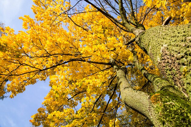 Feuillage jaune et autre sur les arbres au début de l'automne, arbres lumineux par temps ensoleillé