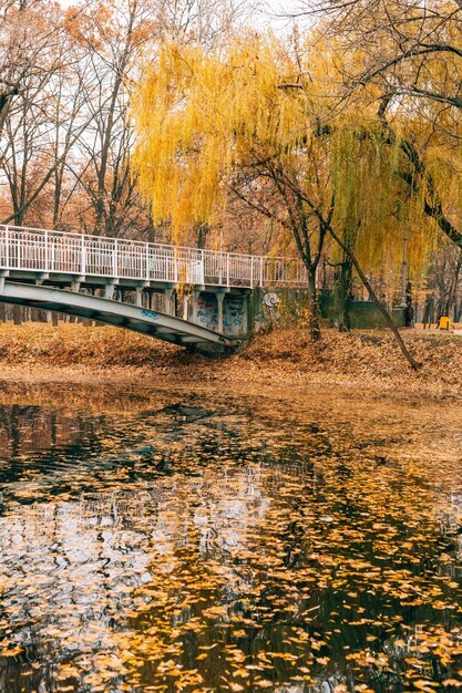 Feuillage jaune du lac d'automne en automne