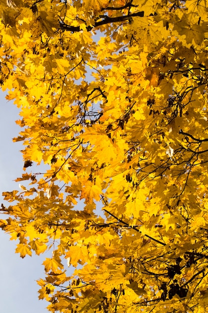 feuillage jaune de l'érable à l'automne