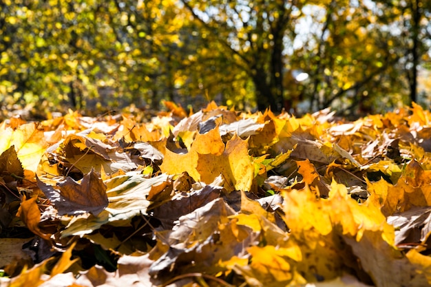 Feuillage jaune tombé des arbres pendant le feuillage d'automne