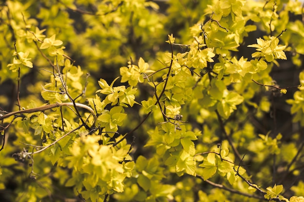 Feuillage jaune-vert vif du buisson de jardin. Fond naturel. Saison de printemps et d&#39;été