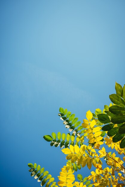 Feuillage jaune vif sur fond bleu clair