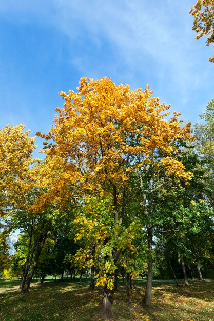 Feuillage Jauni Des Arbres, Y Compris L'érable, à L'automne De L'année