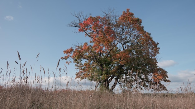 Feuillage jaunissant d'un arbre Thème d'automne Paysage pittoresque