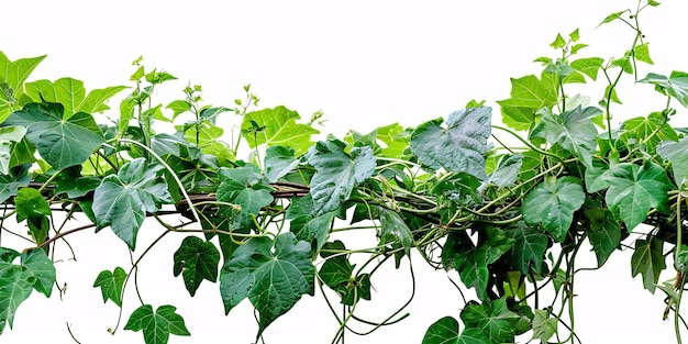 Photo le feuillage luxuriant de la forêt de la vigne sauvage à trois feuilles, de la cayratia ou du raisin de brousse, de la liane, du lierre, entrelacé avec une longue plante de poivre dans un environnement naturel, isolé sur blanc avec un sentier de coupe.