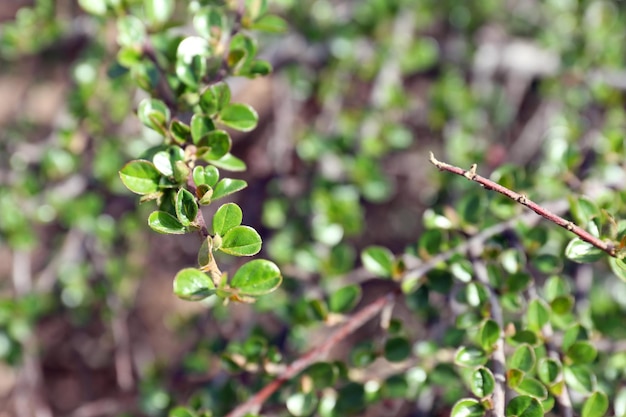 Feuillage luxuriant vert printanier