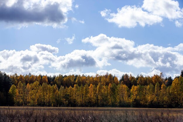 Feuillage orange d'automne pendant la saison d'automne