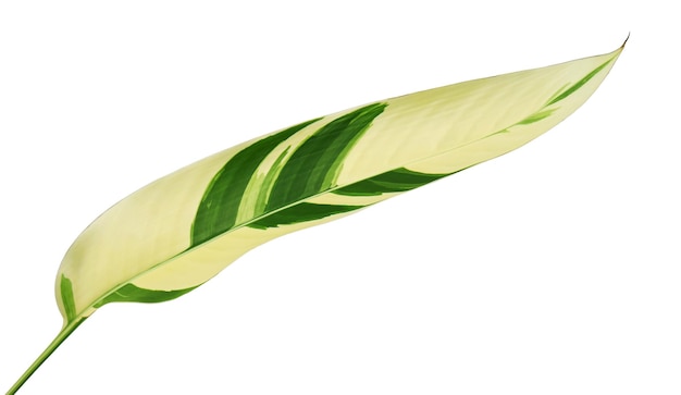 Feuillage panaché Heliconia, feuille tropicale exotique isolée sur fond blanc, avec un tracé de détourage