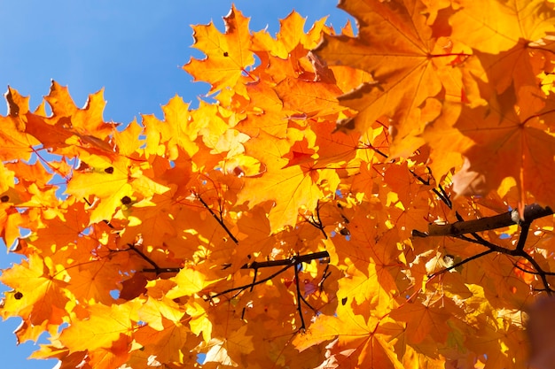 feuillage pendant la chute des feuilles