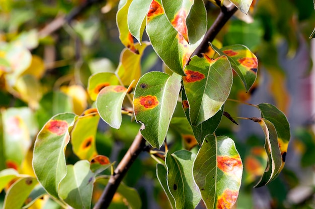 Feuillage de poirier en automne