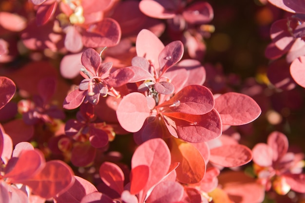 Feuillage rouge d'épine-vinette se bouchent avec des gouttes d'eau dans la lumière du matin