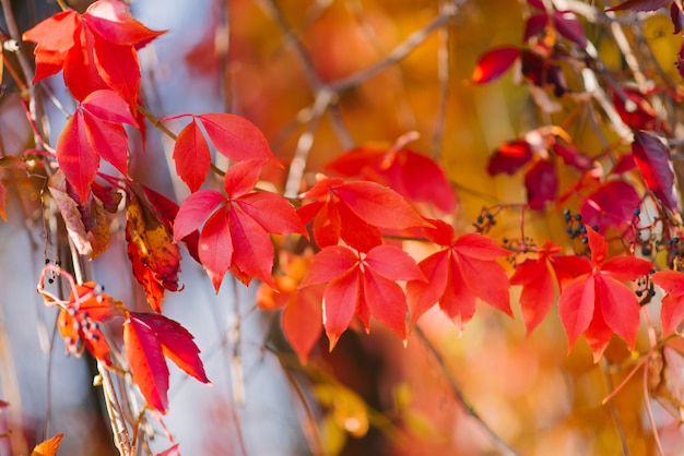 Feuillage rouge vif des raisins sauvages en automne