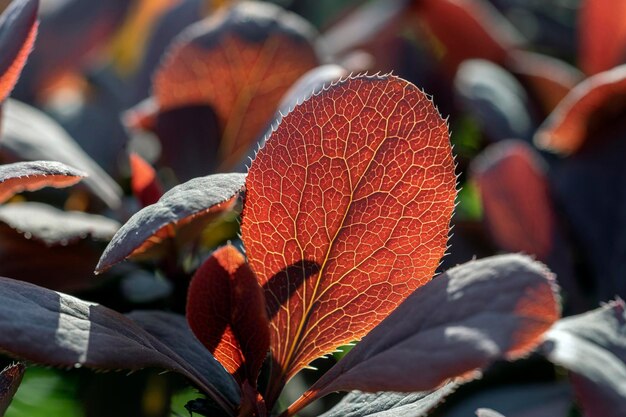 Feuillage rouge