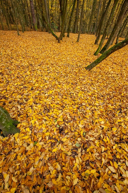 Feuillage tombé en automne pendant la chute des feuilles par temps nuageux