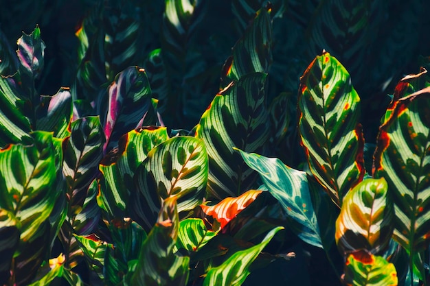 Photo feuillage tropical dans le jardin