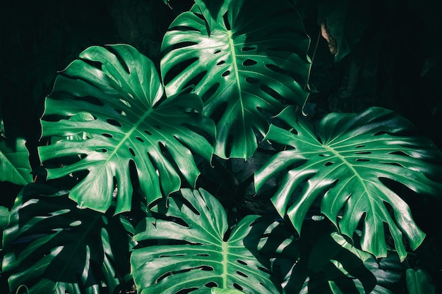 Feuillage tropical, plante monstera, fond de nature sombre