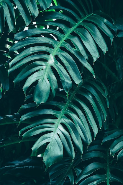 Feuillage tropical, plante monstera, fond de nature sombre