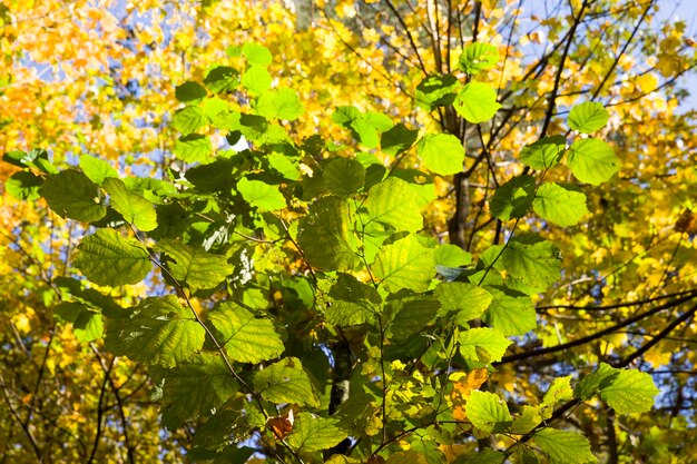 Feuillage vert sur les arbres en automne