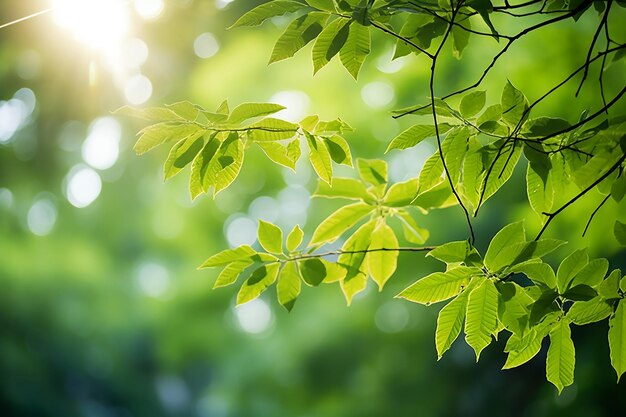 Le feuillage vert et les arbres