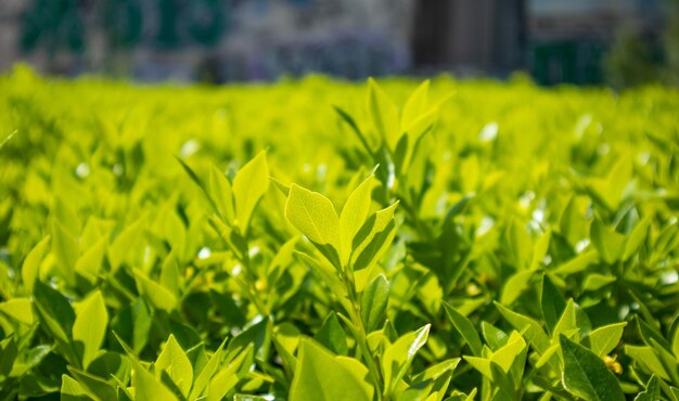 Feuillage vert au printemps Feuilles vertes fraîches dans une journée ensoleillée