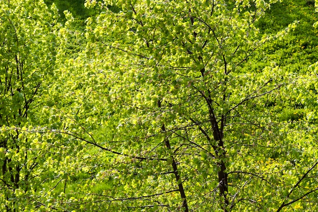 Le feuillage vert du tilleul éclairé par le soleil printanier