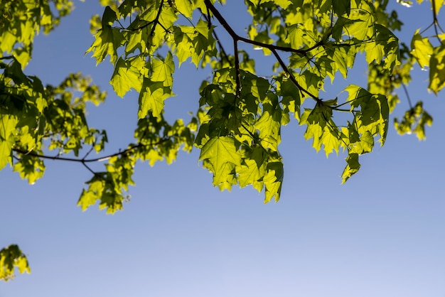 feuillage vert sur un érable au printemps fleurissent de belles feuilles verdâtres sur les érables au printemps