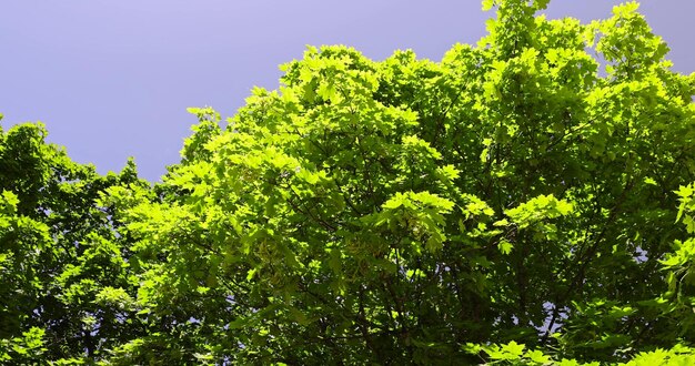 feuillage vert sur un érable au printemps