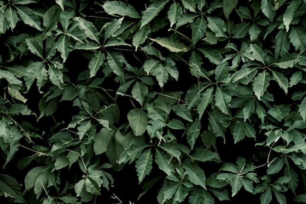 Le feuillage vert foncé dans un fond de feuilles d'humeur sombre