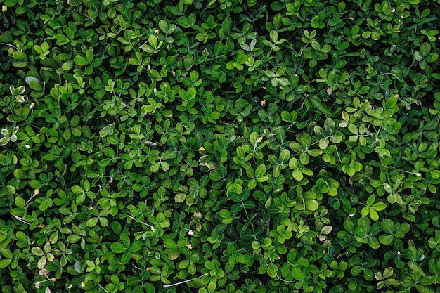 Feuillage vert foncé dans la forêt tropicale