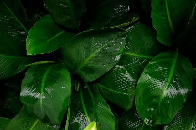 Feuillage vert foncé avec goutte d'eau de pluie. Vue de dessus tourné de feuille tropicale. Fond de nature abstraite du concept d'environnement vert.