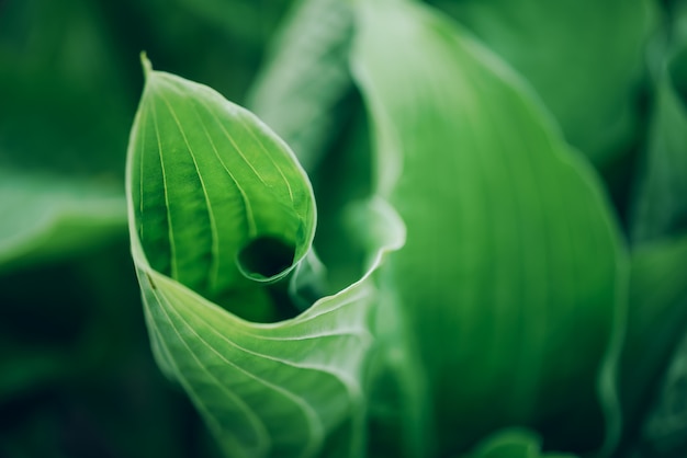 Feuillage vert frais. Feuilles