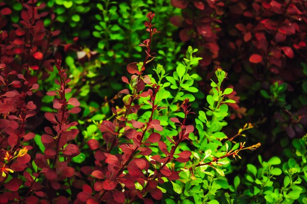 Feuillage vert et rouge.