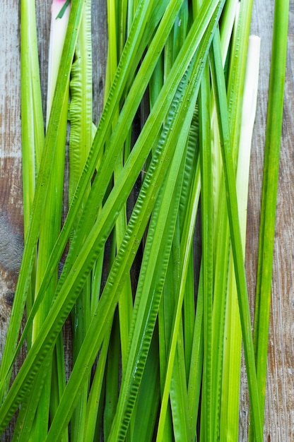 Feuille d'Acorus calamus