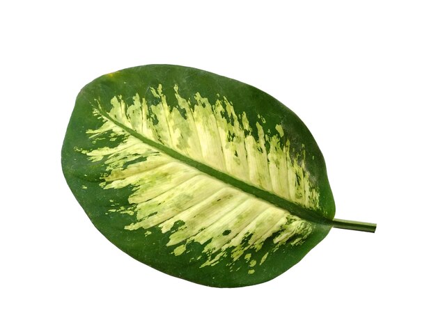 Feuille d'Aglaonema commutatum isolé sur fond blanc