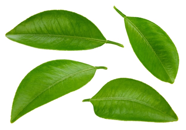 Feuille d'agrumes isolée sur fond blanc Feuilles d'oranger avec un tracé de détourage