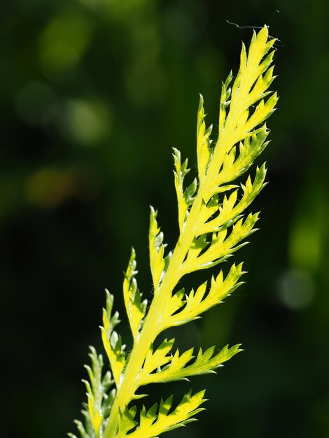 feuille d'ail dans les rayons du soleil d'été