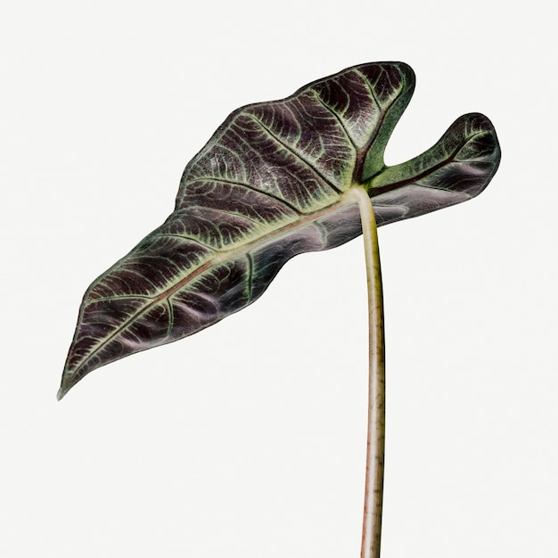 Photo feuille d'alocasia tropicale sur fond blanc