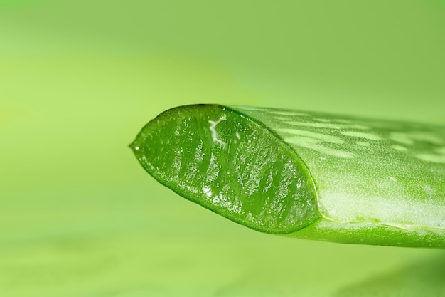 Feuille d'aloe vera coupée en gros plan Feuille d'aloe vera sur fond vert avec espace de copie