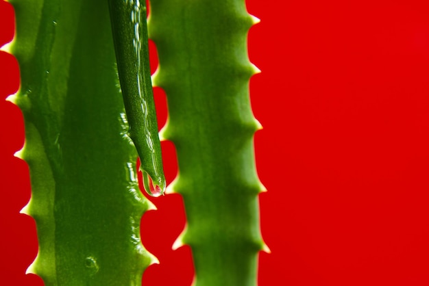 Feuille d'alora vera avec du gel de jus s'exécute sur fond rouge plante médicale naturelle pour les cosmétiques bio médecine alternative espace de copie